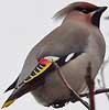 Pestvogel060106X