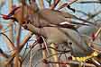 Pestvogel210305A