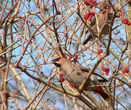 Pestvogel210305D