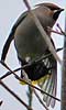 Pestvogels060106