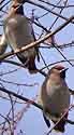 Pestvogels210305