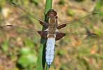 Platbuik080605A