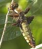 Platbuik120507