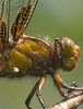 Platbuik130508