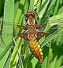 Platbuik160506