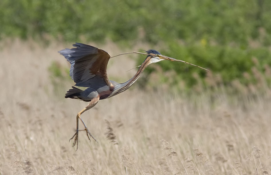 Purperreiger060508B