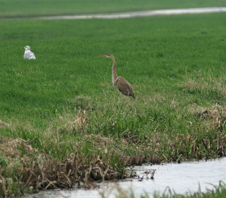 Purperreiger281106