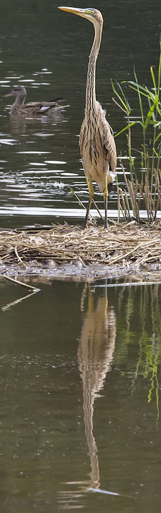 Purperreiger290808