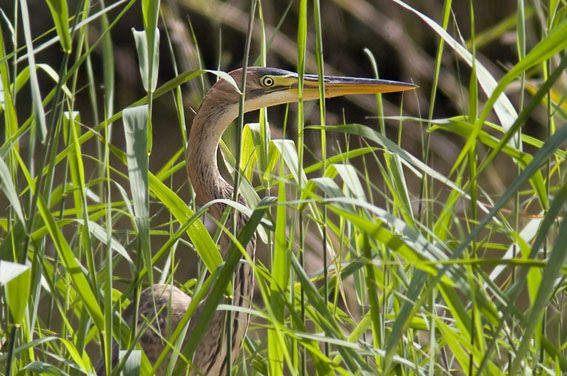 Purperreiger290808A