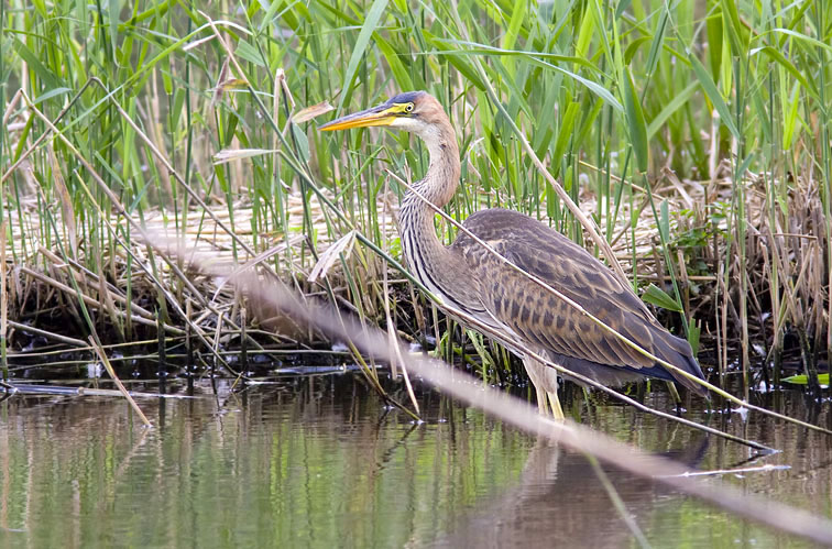 Purperreiger290808F