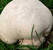 Reuzenbovist241006
