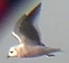Rossmeeuw241104