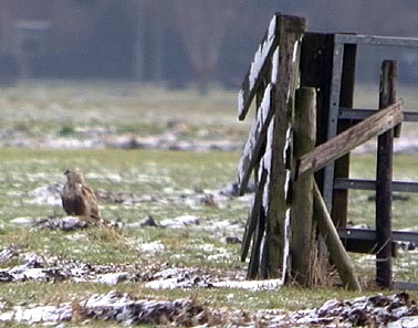 Ruigpootbuizerd250105