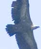 Valegier030607