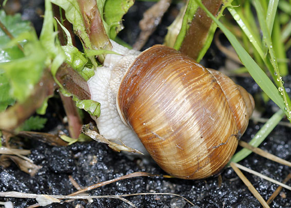Wijngaardslak060608