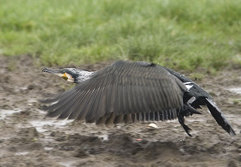 Aalscholver020307