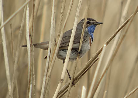 Blauwborst140406