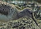 Bosruiter050506