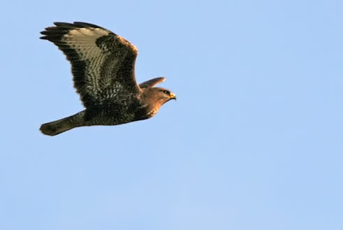 Buizerd101206A