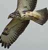 Buizerd130807A