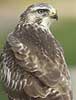 Buizerd130807C