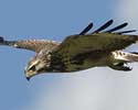 Buizerd130807