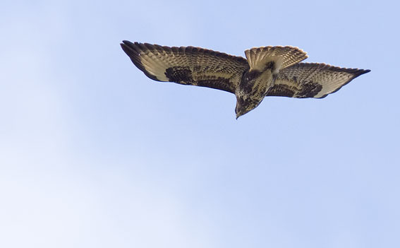 Buizerd170308