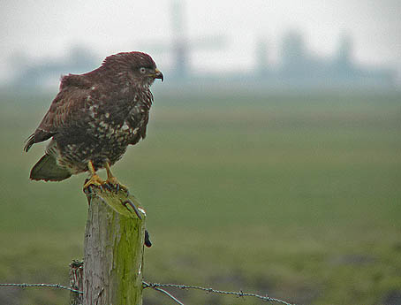 Buizerd200206