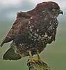 Buizerd200206