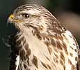 Buizerd211106D