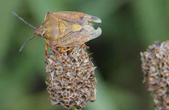 Carpocorisfuscispinus270508F