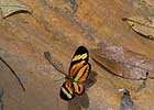 Brazilie270806_1