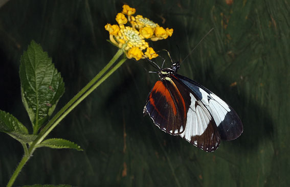 Vlindertuin270808F