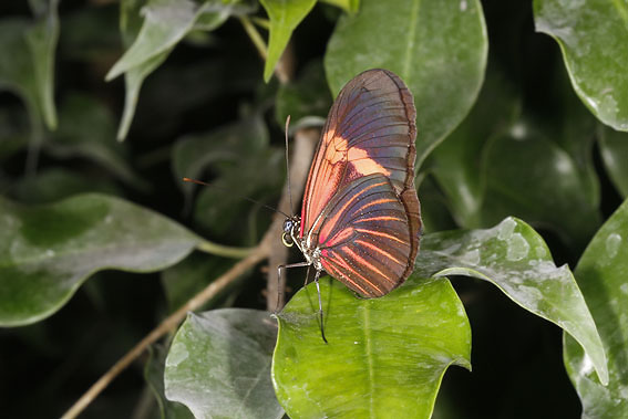 Vlindertuin270808U