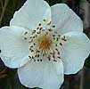 Duinroosje100606