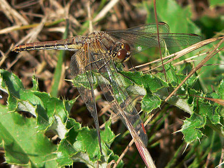 Geelvlekheidelibel030806