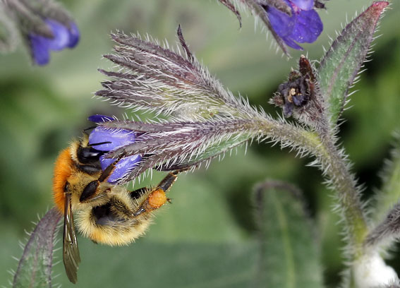 Gelehommel270508