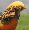Goudfazant040107B