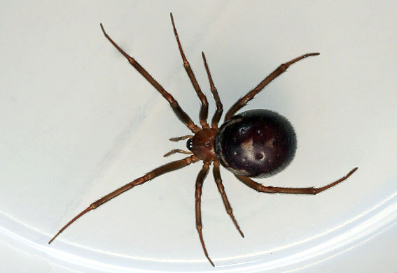 Grotesteatoda030508E