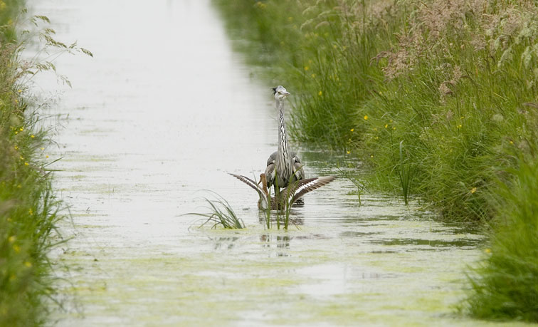 Grutto_reiger210507