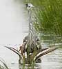 Grutto_reiger210507