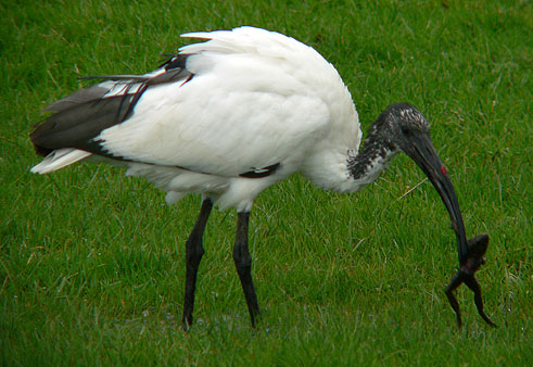 Heiligeibis021106B