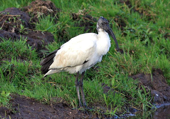 Heiligeibis060107B