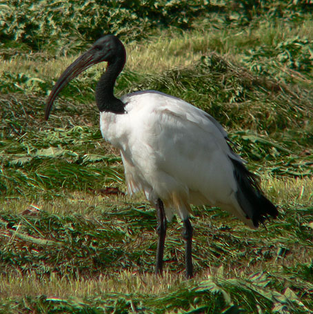 Heiligeibis100906A