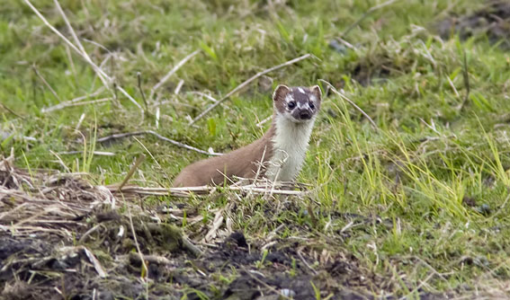 Hermelijn030408A