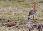 Hermelijn_vogels030408