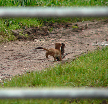 Hermelijn_woelrat201006
