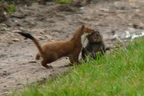 Hermelijn_woelrat201006A