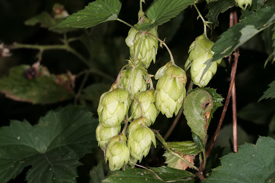 Hop070907