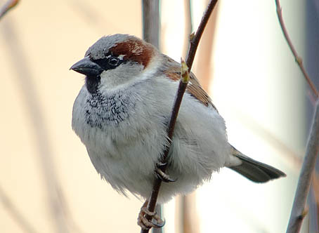 Huismus070406